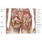 Posterazzi Anatomy of the gluteal muscles in the human buttocks Poster Print